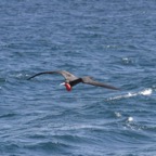 Galapagos_Land_D30248.jpg