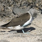 Galapagos_Land_D30280.jpg