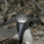 Galapagos_Land_D30289.jpg