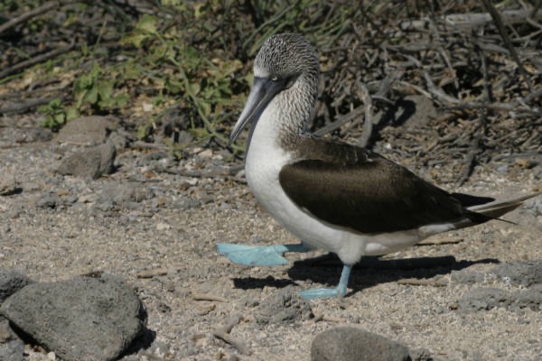 Galapagos_Land_D30294.jpg