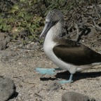 Galapagos_Land_D30294.jpg