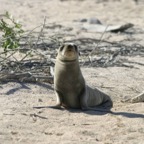 Galapagos_Land_D30335.jpg