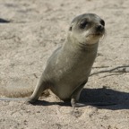 Galapagos_Land_D30339.jpg