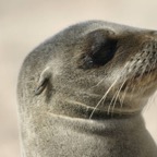 Galapagos_Land_D30345.jpg