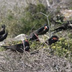 Galapagos_Land_D30356.jpg