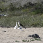 Galapagos_Land_D30359.jpg