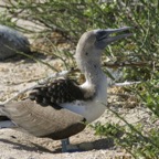 Galapagos_Land_D30361.jpg