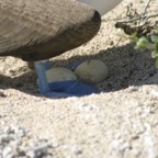 Galapagos_Land_D30366.jpg