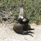 Galapagos_Land_D30374.jpg