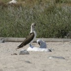 Galapagos_Land_D30380.jpg