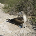 Galapagos_Land_D30400.jpg