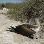 Galapagos_Land_D30403.jpg