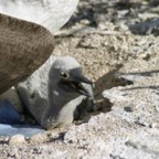 Galapagos_Land_D30407.jpg