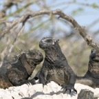 Galapagos_Land_D30454.jpg