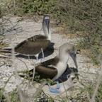 Galapagos_Land_D30462.jpg