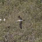 Galapagos_Land_D50063.jpg