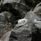 Galapagos_Land_D50113.jpg