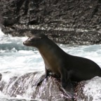 Galapagos_Land_D50141.jpg