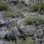 Galapagos_Land_D60044.jpg