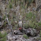 Galapagos_Land_D60048.jpg