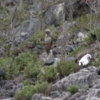 Galapagos_Land_D60051.jpg