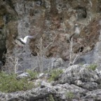 Galapagos_Land_D60061.jpg