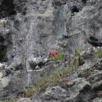 Galapagos_Land_D60084.jpg