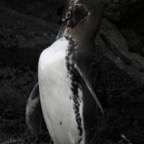 Galapagos_Land_D70145.jpg