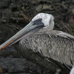 Galapagos_Land_D70148.jpg