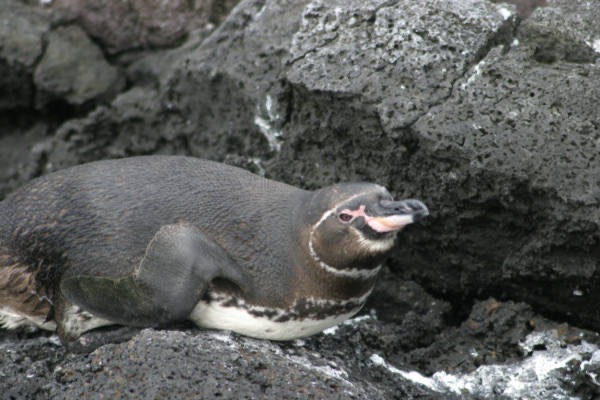 Galapagos_Land_D70170.jpg