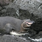 Galapagos_Land_D70170.jpg