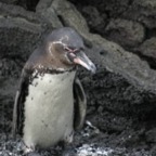 Galapagos_Land_D70181.jpg