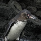 Galapagos_Land_D70183.jpg