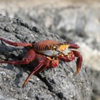 Galapagos_Land_D80005.jpg