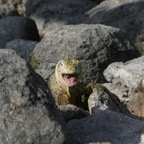 Galapagos_Land_D80032.jpg