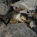 Galapagos_Land_D80038.jpg