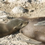 Galapagos_Land_D80043.jpg