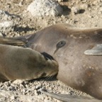 Galapagos_Land_D80044.jpg