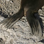 Galapagos_Land_D80048.jpg