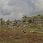 Galapagos_Land_D80053.jpg