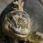 Galapagos_Land_D80062.jpg