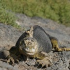 Galapagos_Land_D80066.jpg