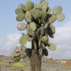 Galapagos_Land_D80073.jpg