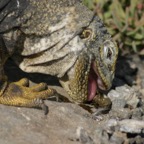 Galapagos_Land_D80091.jpg