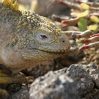 Galapagos_Land_D80108.jpg