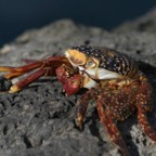 Galapagos_Land_D80157.jpg