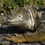 Galapagos_Land_D80179.jpg