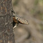 Galapagos_Land_D80204.jpg