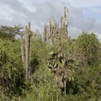 Galapagos_Land_D80206.jpg