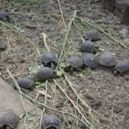 Galapagos_Land_D80213.jpg